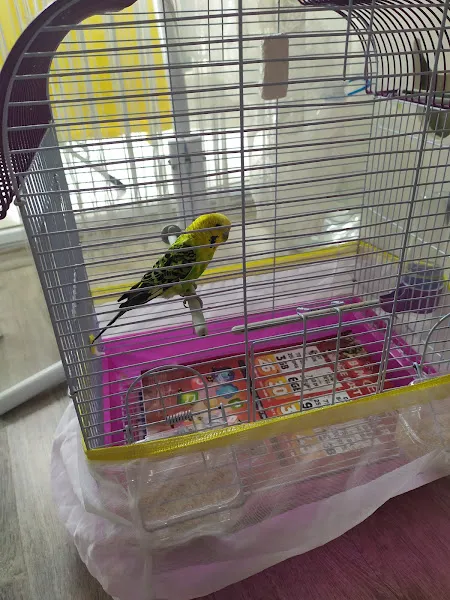 Ecem Petshop foto 1