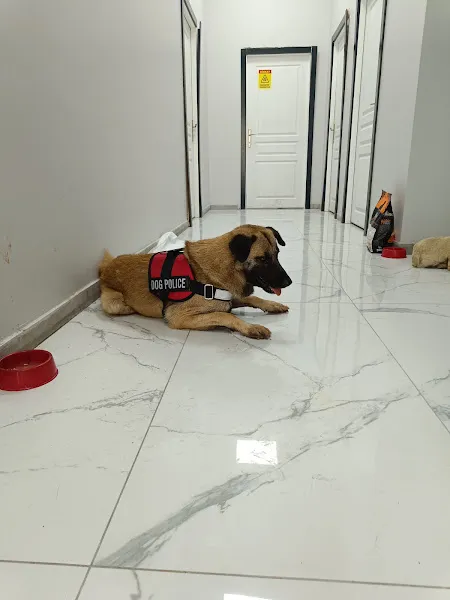 PET 75 VETERİNER KLİNİĞİ 7/24 ACİL HİZMETİ foto 2