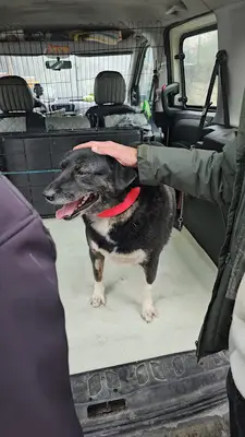 Ataşehir Pet Taksi Pet Nakil Pet Transferi