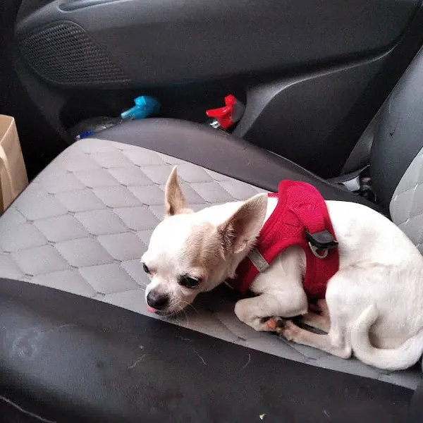 Ataşehir Pet Taksi Pet Nakil Pet Transferi foto 2