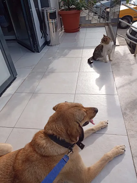 Vet-Köyceğiz Veteriner Kliniği foto 2
