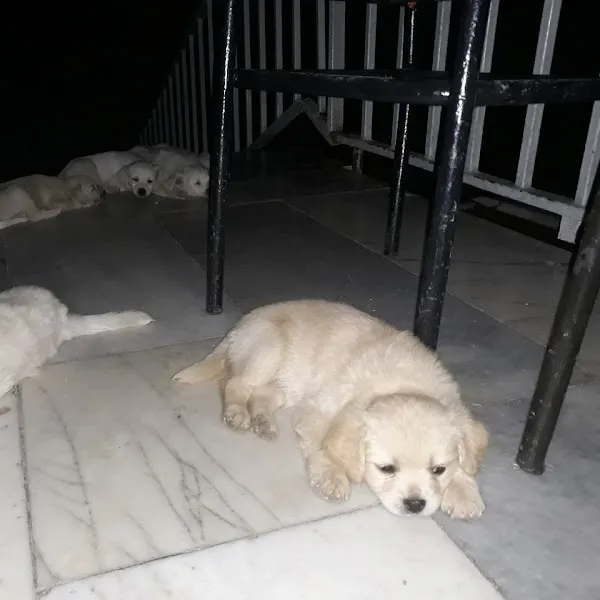 Öz Bizim Veteriner Kliniği foto 2