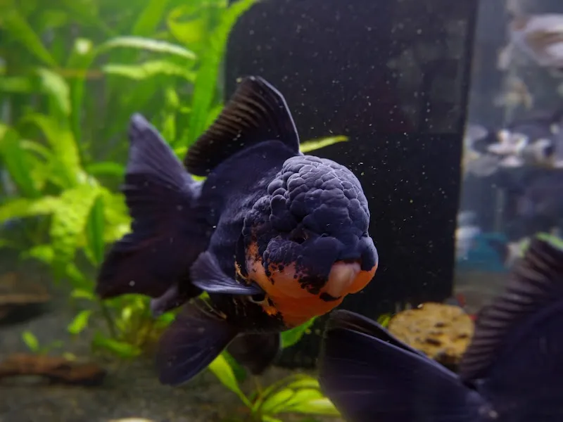 BL Aqua Akvaryum Balık Bitki Dünyası foto 2