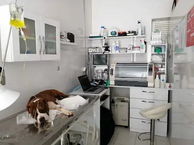 ÖZGÜR VETERİNER KLİNİĞİ