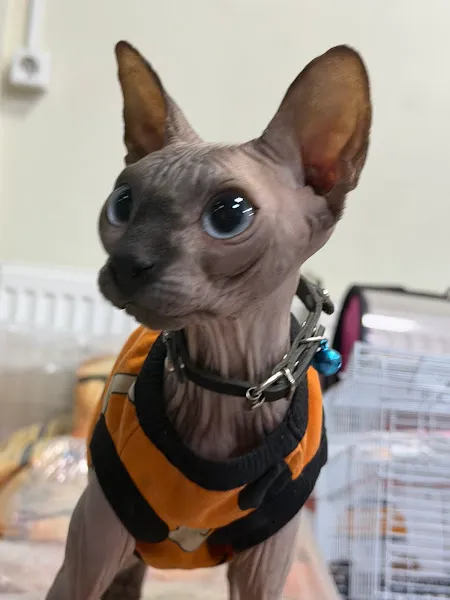 TD Pet Shop foto 2