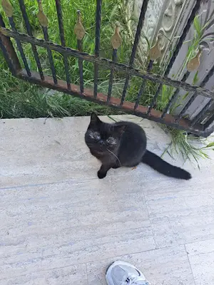 Yalova Belediyesi Veteriner Isleri Mudurlugu
