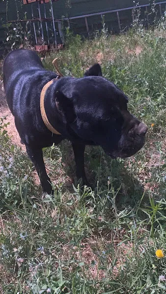 sempati pet taksi foto 2
