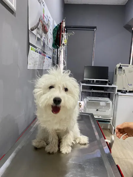 KOZLU Deva Veteriner Kliniği foto 2