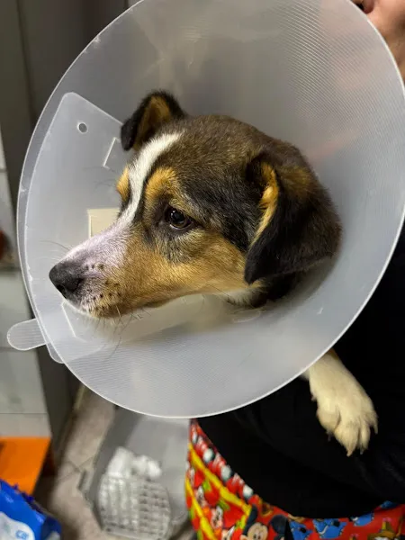 Tlos Veteriner Kliniği foto 2