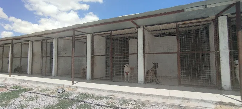 Kayseri Köpek Akademisi foto 1