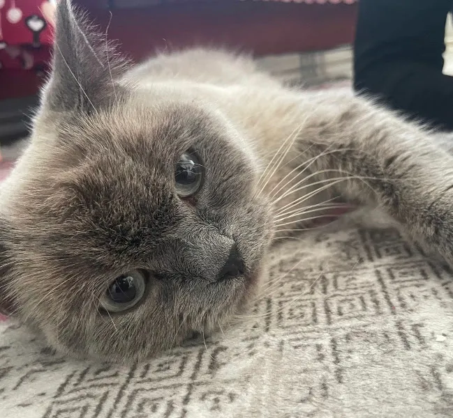 Sevgi Veteriner Kliniği foto 2