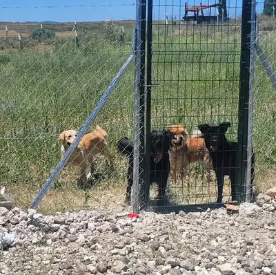 Eskişehir Falvara Köpek Oteli