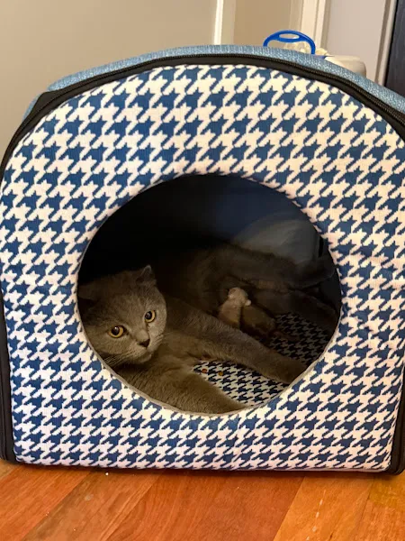 PİNA PET SHOP DİKİLİ foto 2
