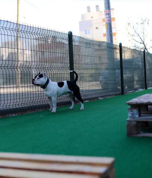 RELAXEDOG • Pozitif Köpek Eğitim Merkezi foto 2