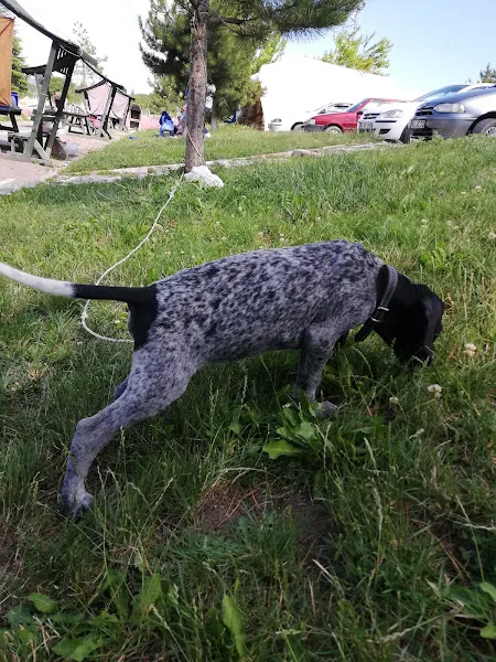 Efe Veteriner Kliniği foto 1