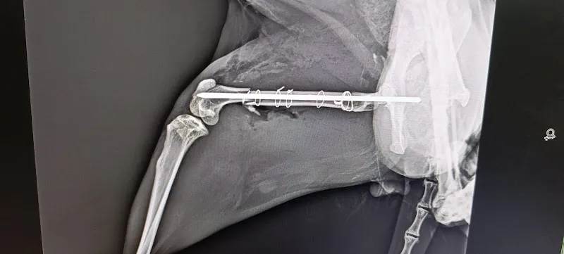Medikopet veteriner kliniği foto 2
