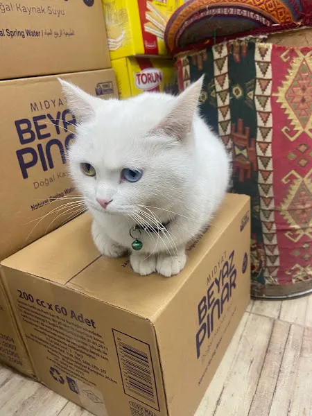 PetKent veteriner kliniği foto 2
