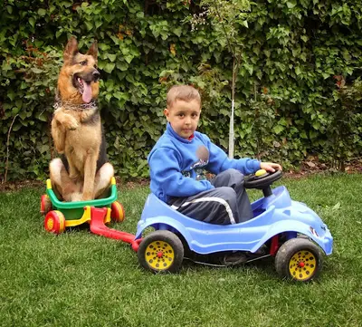 Von Legal Köpek Eğitimi Merkezi fotoğrafı