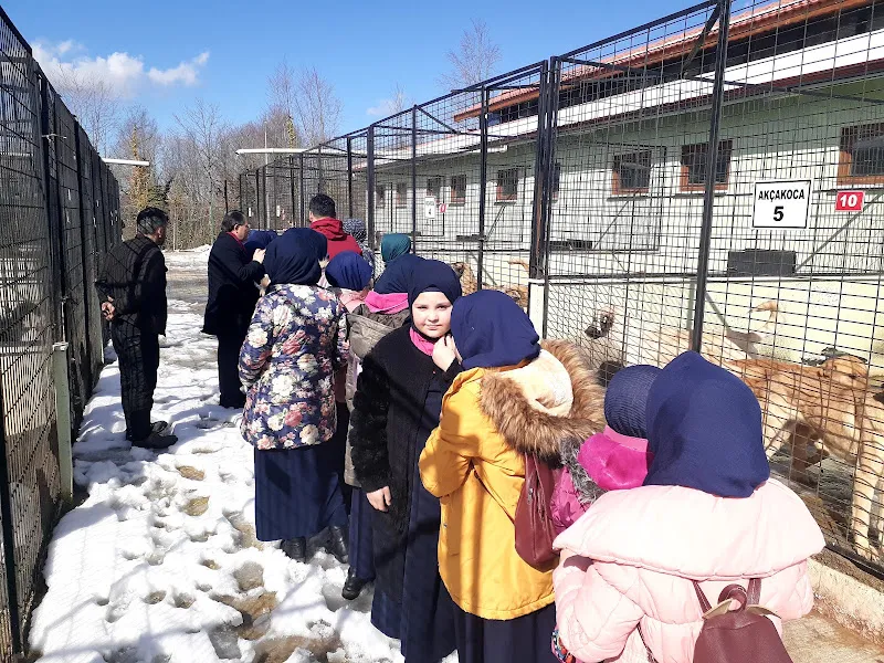 Düzce Belediyesi (BARINAK)sokak hayvanları geçici bakımevi foto 1