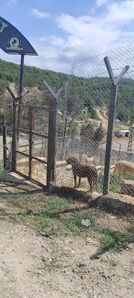 Düzce Belediyesi (BARINAK)sokak hayvanları geçici bakımevi foto 2