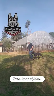 Köpek Eğitimi Merkezi Antalya Dog Club fotoğrafı