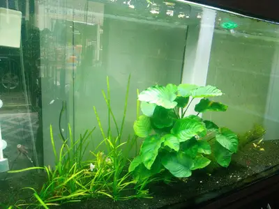 Deniz Kizi Akvaryum & Pet Center