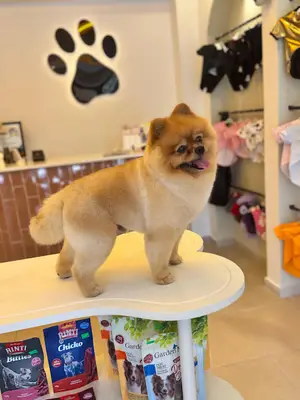 Fethiye Pet Kuaför - Toffee's Barber