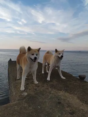 DADI PET RESORT PANSİYON Çanakkale Köpek Oteli