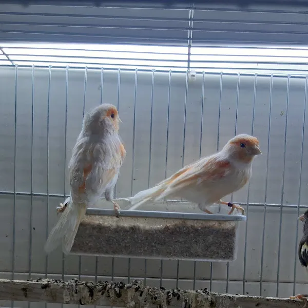 Dicle Petshop foto 2