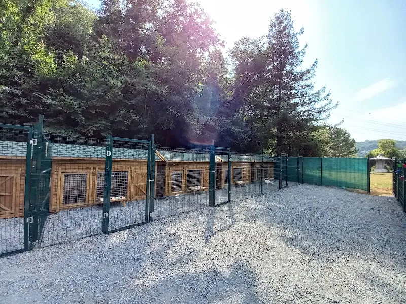 PupTown Köpek Eğitim Merkezi İstanbul foto 2