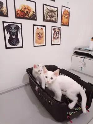 Koyuncu Veteriner Kliniği