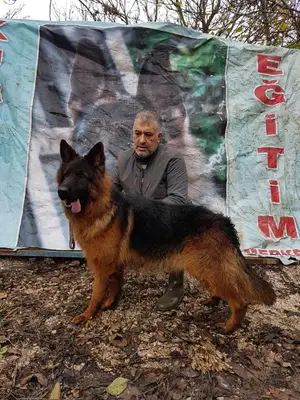 kurtoğlu köpek egitim merkezi fotoğrafı