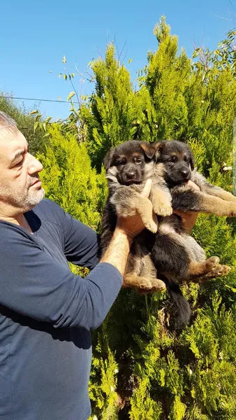 kurtoğlu köpek egitim merkezi foto 2