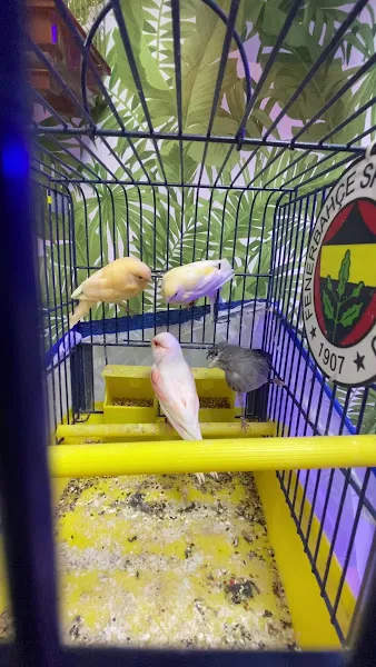 Erka akvaryum foto 2