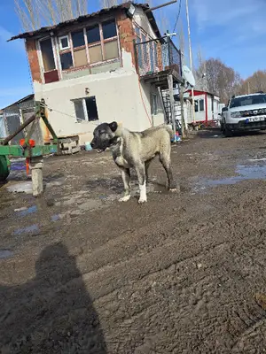 Özel kangal köpek çifliğ fotoğrafı