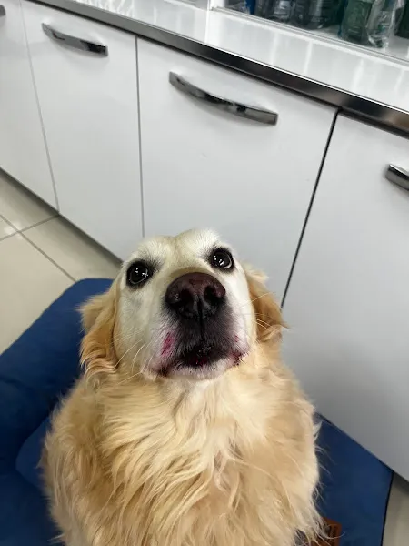 Hazar Veteriner Kliniği foto 1