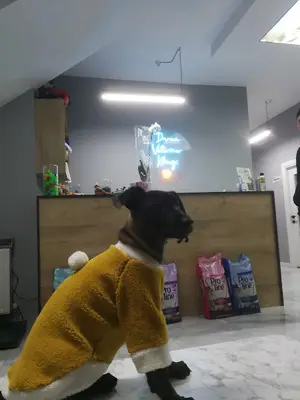 Darıca Kedi Oteli ve Pet Kuaför