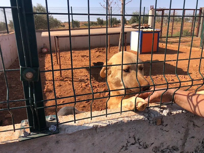 Nizip Hayvan Barınağı foto 2