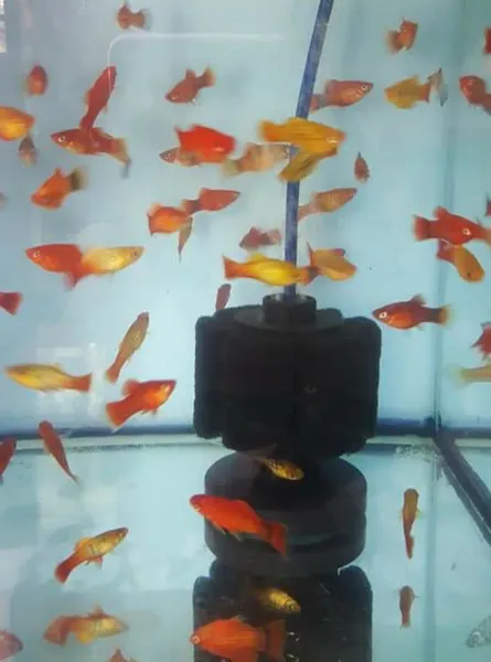 BALIKESİR AKVARYUM BALIKÇI SUAT PETSHOP foto 2