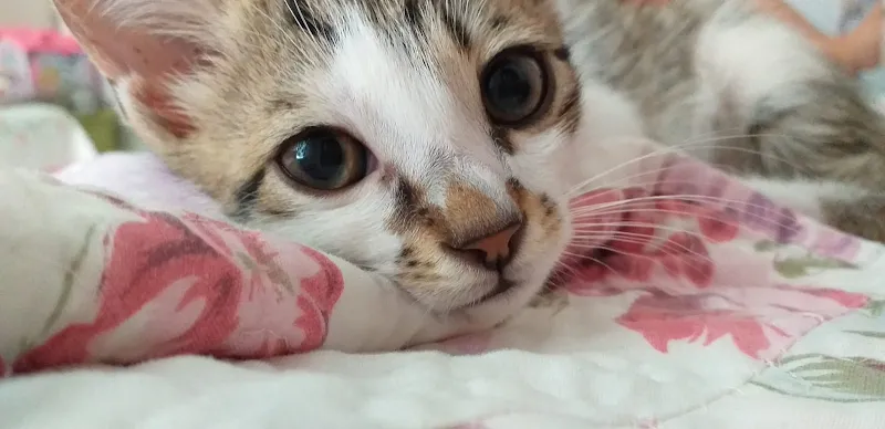 Melek Akvaryum foto 1