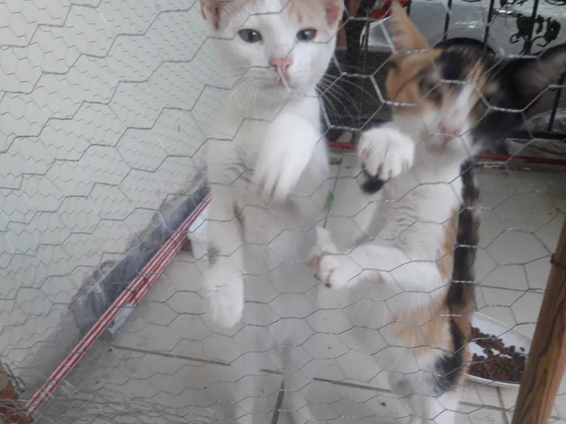 Melek Akvaryum foto 2