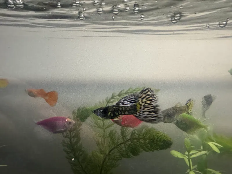 ÇAĞLAYAN PET MARKET foto 2