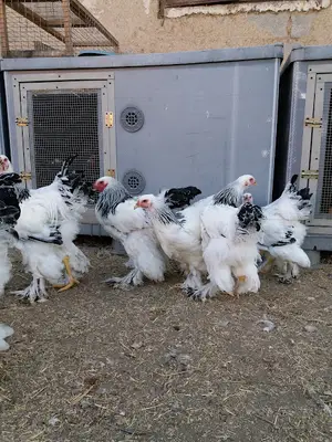 Küren Otomatik Hayvan Sulukları İmalatı