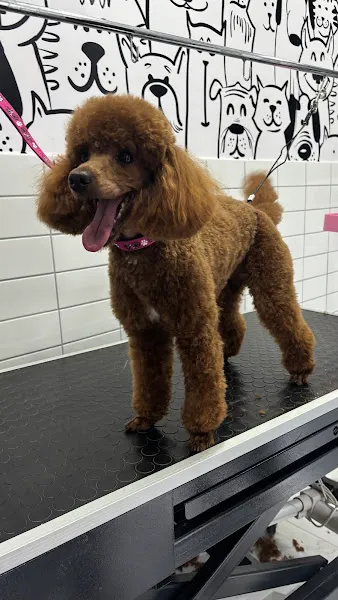 Pawsland Veteriner Kliniği ve Pet Kuaför foto 2
