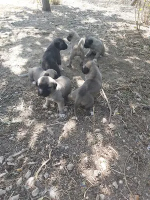Kangal kopek çiftliği fotoğrafı