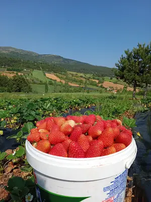 Meşe tarım ve hayvancılık