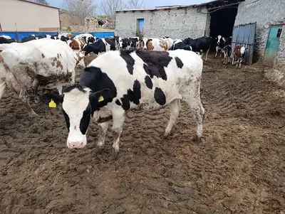 Kurtoğlu taarım ve hayvancılık