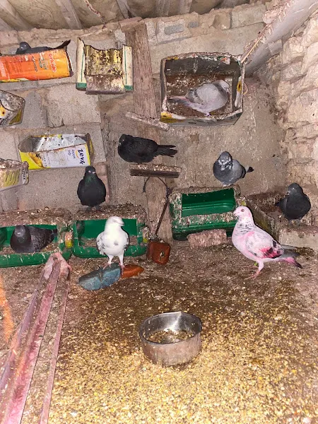 Kurtoğlu taarım ve hayvancılık foto 2
