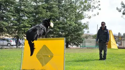 Köpek Eğitim Derneği fotoğrafı