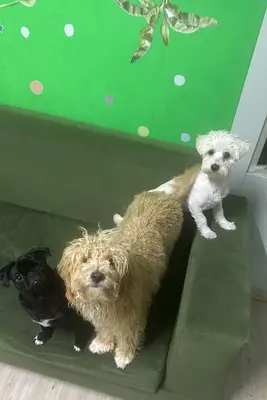 Köpek Eğitim Merkezi fotoğrafı